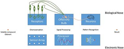 Combining Two Selection Principles: Sensor Arrays Based on Both Biomimetic Recognition and Chemometrics